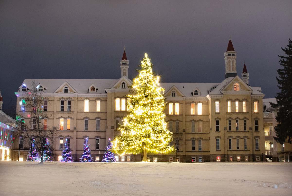 plant lighted trees near white concrete building tree